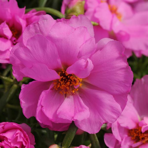 Portulaca Seeds Happy Hour™ Rosita 1,000 Multi Pelleted Seeds