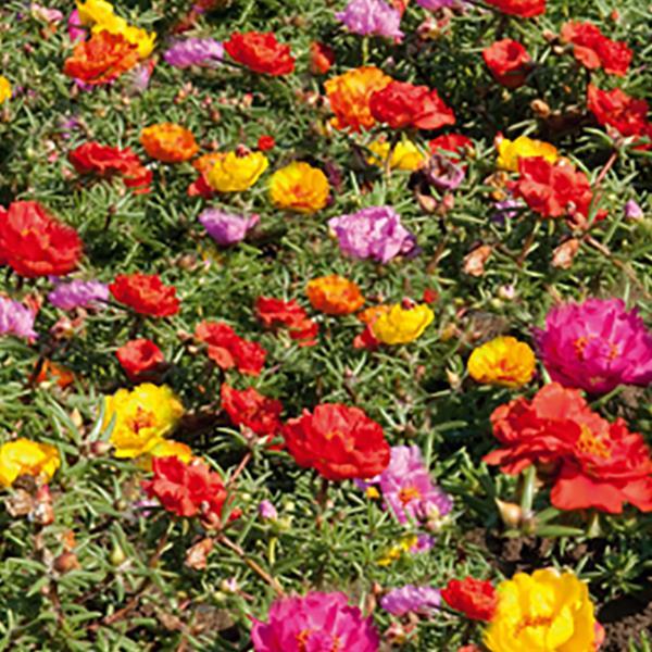 Portulaca Seeds Portulaca Sundial Caliente Mix 1,000 Multi Pelleted Seeds