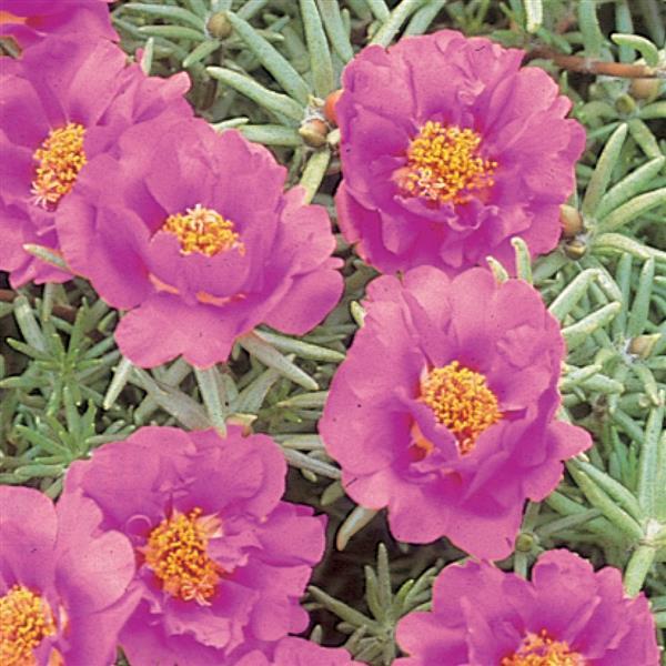 Portulaca Seeds Portulaca Sundial Fuchsia 1,000 Multi Pelleted Seeds