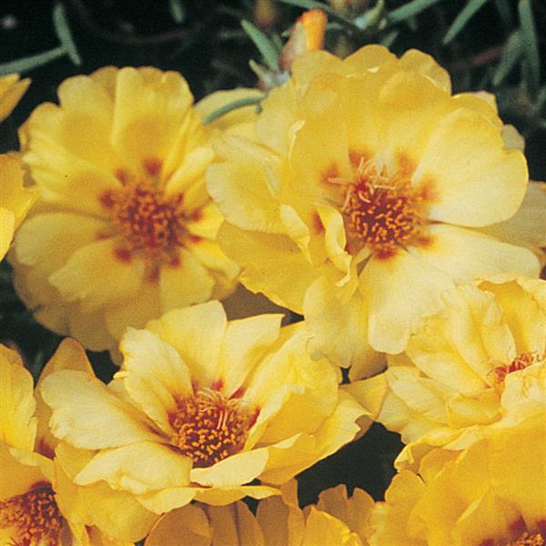 Portulaca Seeds Portulaca Sundial Gold 1,000 Multi Pelleted Seeds