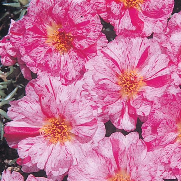 Portulaca Seeds Portulaca Sundial Peppermint 1,000 Multi Pelleted Seeds