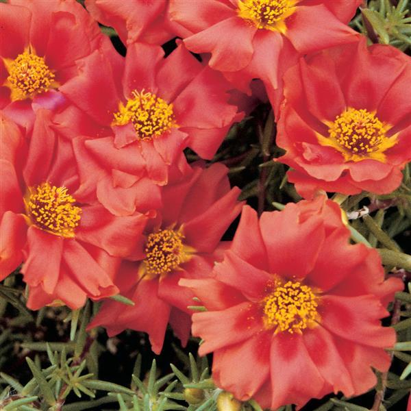 Portulaca Seeds Portulaca Sundial Scarlet 1,000 Multi Pelleted Seeds