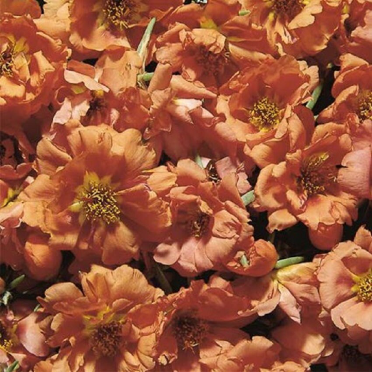 Portulaca Seeds Portulaca Sundial Tangerine 1,000 Multi Pelleted Seeds