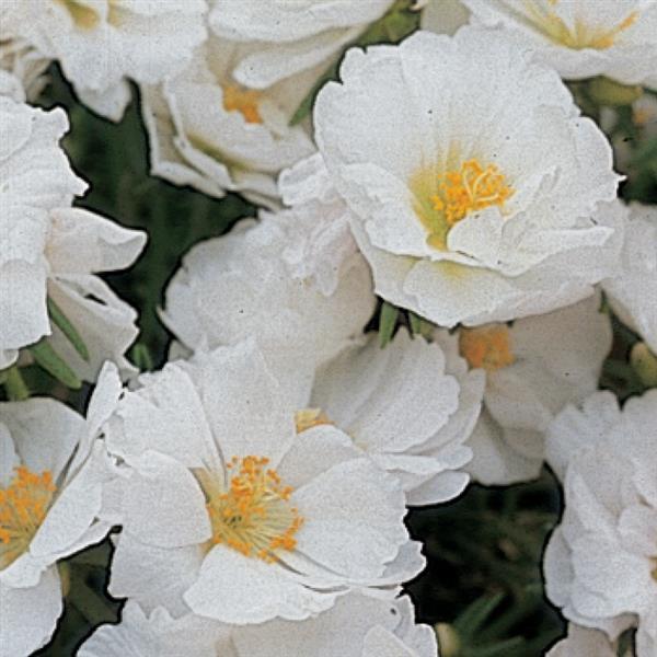 Portulaca Seeds Portulaca Sundial White 1,000 Multi Pelleted Seeds