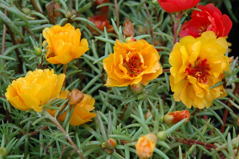 Portulaca Seeds Portulaca Sundial Yellow 1,000 Multi Pelleted Seeds