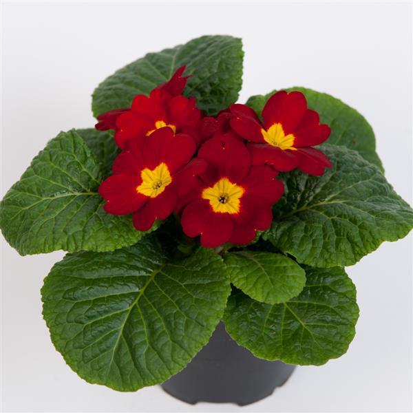 Primula Seeds Primula Danessa Scarlet 1,000 Primrose Seeds
