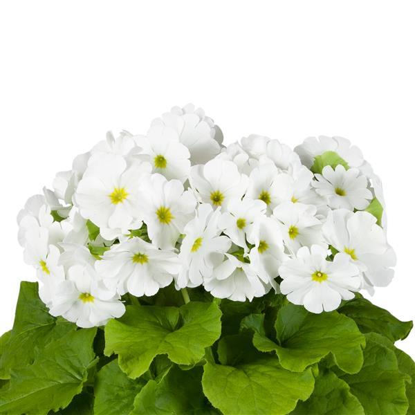 Primula Seeds Primula Touch Me Midi White 1,000 Primrose Seeds