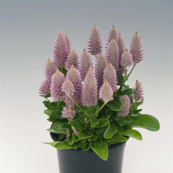 Ptilotus Seeds Joey Apex Flower Seeds