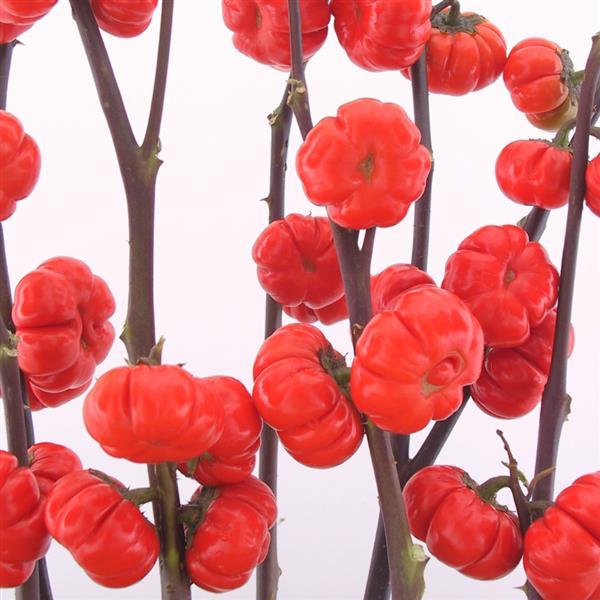 1,000 Pumpkin Seeds Pumpkin On A Stick Solanum