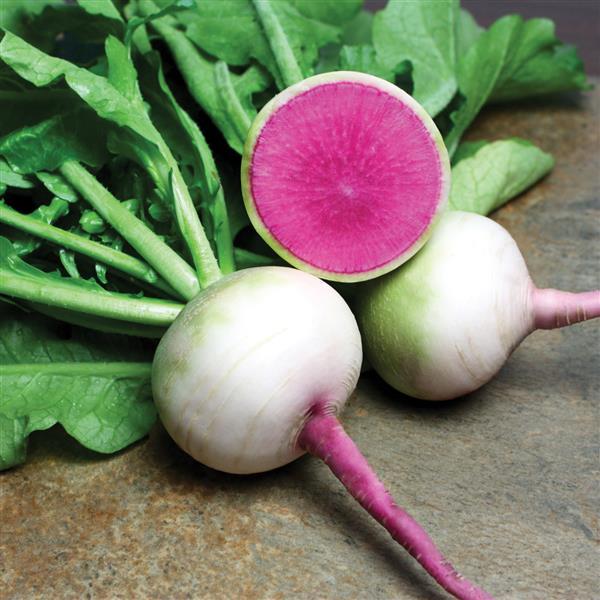 Radish Seeds Starburst Vegetable Seeds