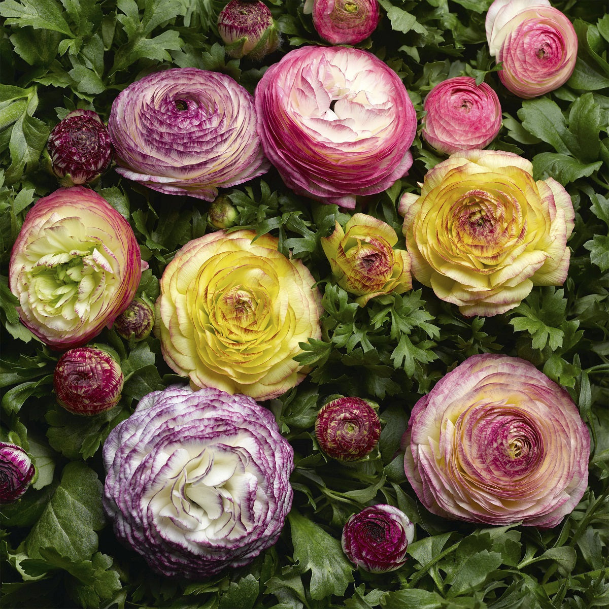 ranunculus flower seed Bulk Ranunculus Seeds Ranunculus Mache Vanilla Bicolor Medley Pelleted – Buy Bulk Seeds