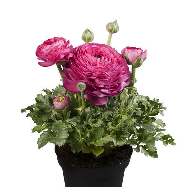 Bulk Ranunculus Seeds Ranunculus Sprinkles Pink Pelleted Seeds