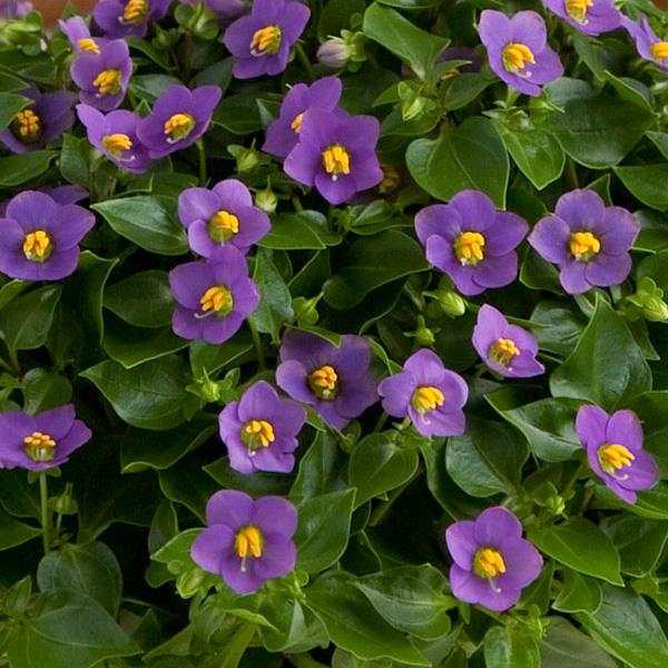 Royal Dane Deep Blue Exacum Pelleted Seeds