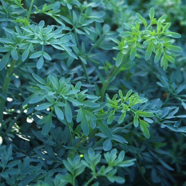 ruda plant seeds 1,000 Ruta Rue Seeds Barry Herb Seeds – Buy Bulk Seeds