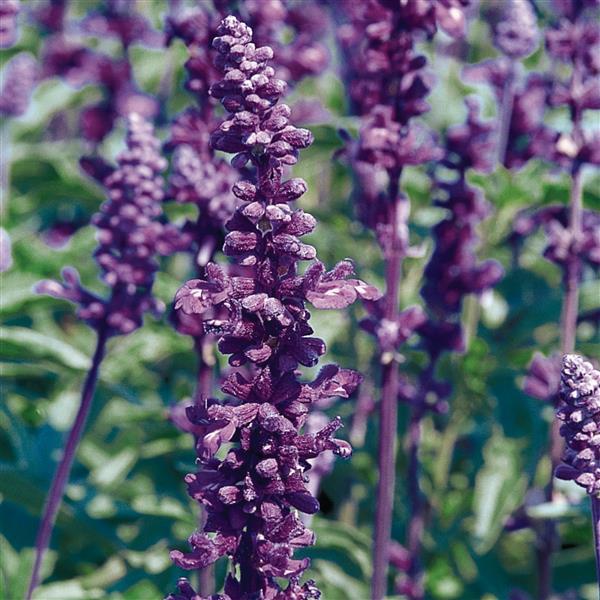 salvia flower seeds Salvia Seeds Salvia Evolution Violet 1,000 Seeds Cut Flower – Buy Bulk Seeds