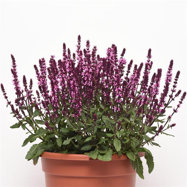 Salvia Seeds Salvia New Dimension™ Rose 1,000 Seeds