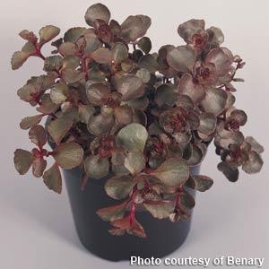 1,000 Pelleted Sedum Seeds Sedum spurium Voodoo