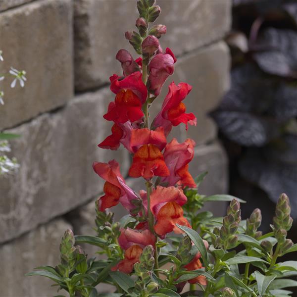 1,000 Pelleted Snapdragon Seeds Snaptastic Orange Flame