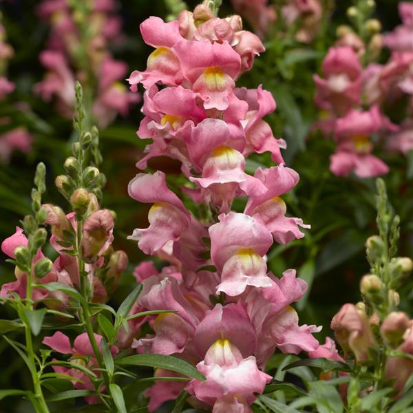 1,000 Pelleted Snapdragon Seeds Snaptastic Pink