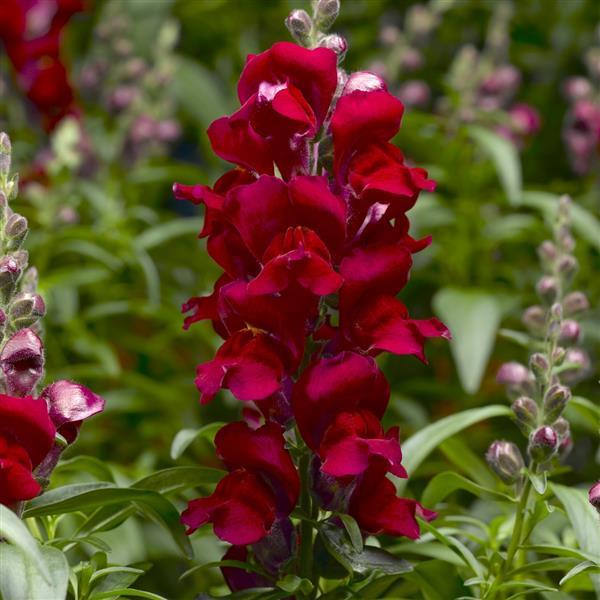 1,000 Pelleted Snapdragon Seeds Snaptastic Red
