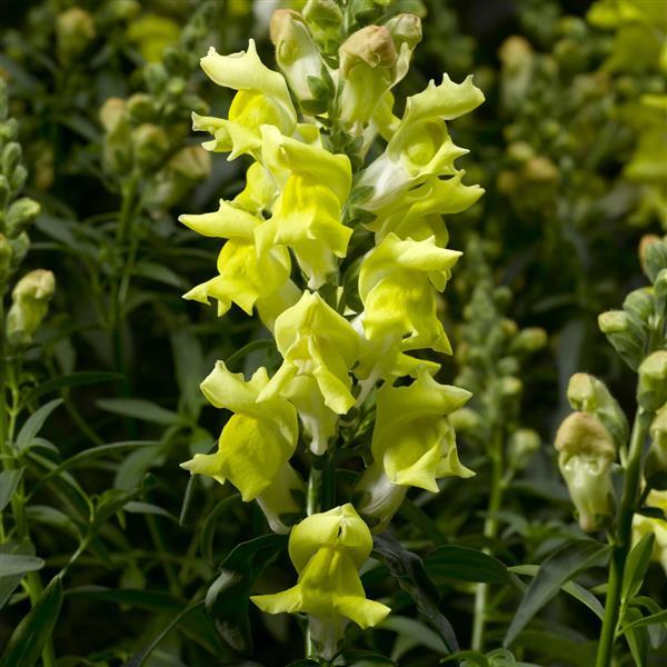 1,000 Pelleted Snapdragon Seeds Snaptastic Yellow