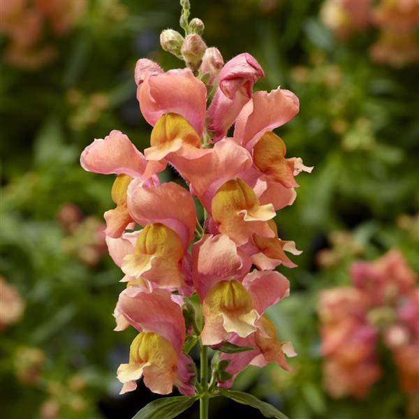 1,000 Pelleted Snapdragon Seeds Snaptini Peach