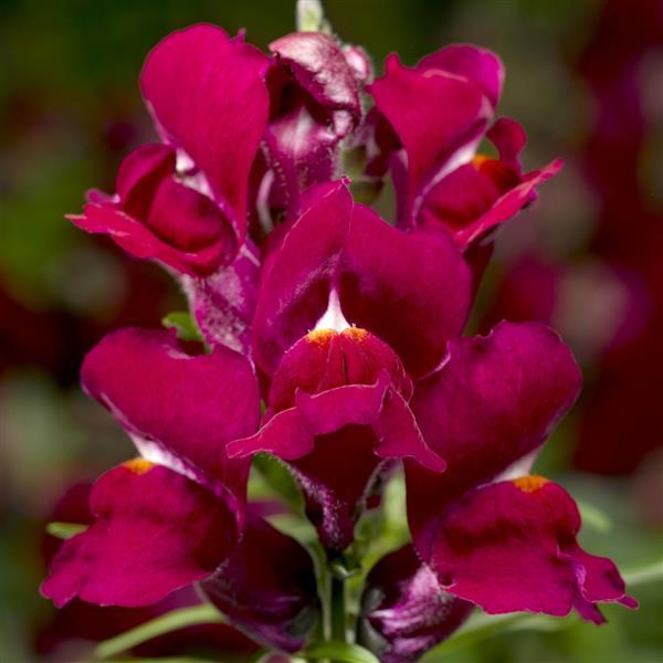 1,000 Pelleted Snapdragon Seeds Snaptini Violet