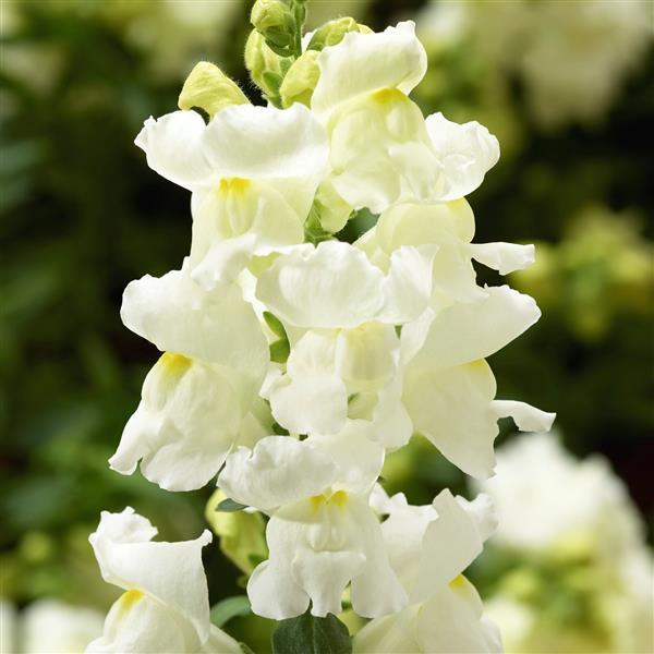 1,000 Pelleted Snapdragon Seeds Snaptini White