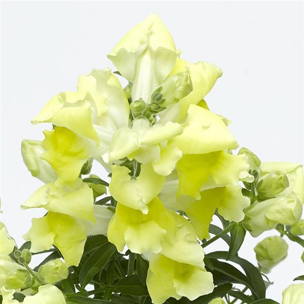 1,000 Pelleted Snapdragon Seeds Snaptini Yellow