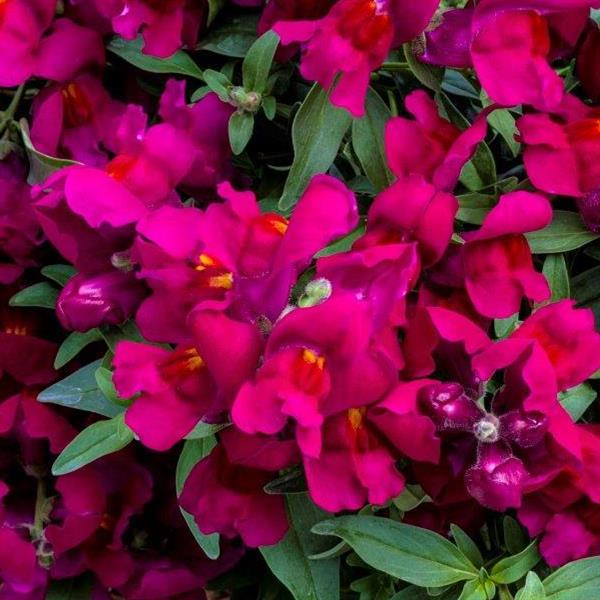 Snapdragon Seeds Snapdragon Candy Showers Deep Purple MPL