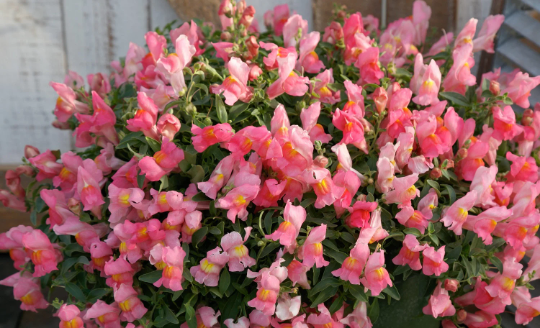 Snapdragon Seeds Snapdragon Candy Showers Pink MPL