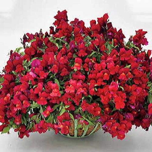 Snapdragon Seeds Snapdragon Candy Showers Red MPL