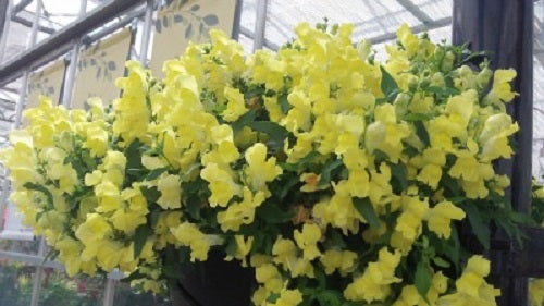 Snapdragon Seeds Snapdragon Candy Showers Yellow MPL