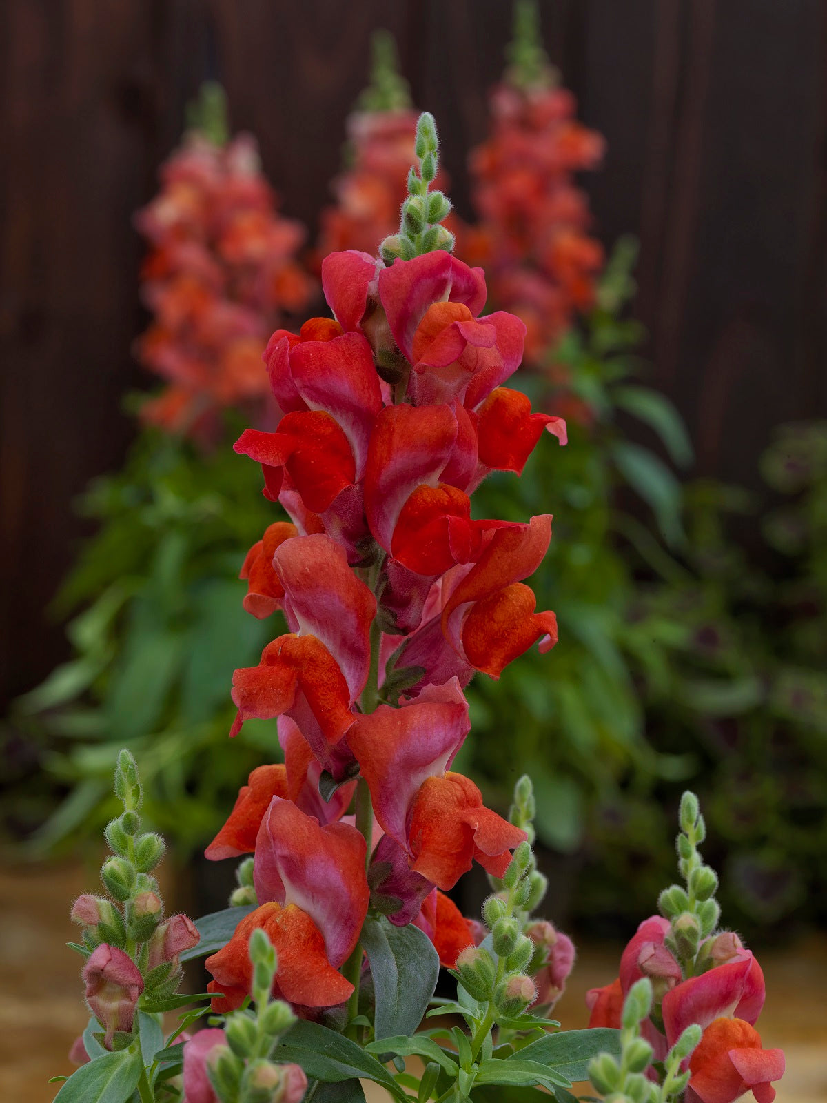 1,000 Pelleted Snapdragon Seeds Candy Tops Orange