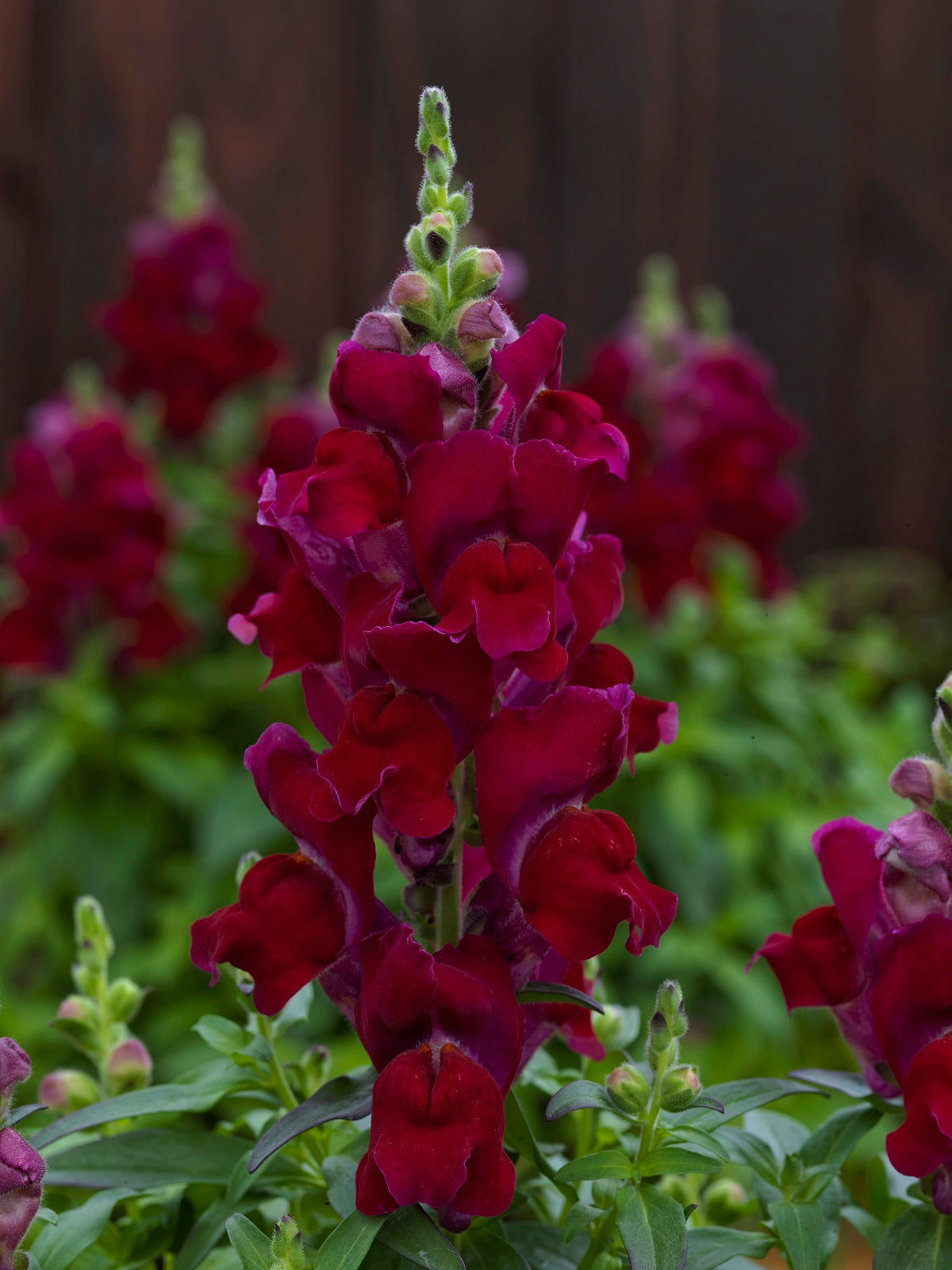 1,000 Pelleted Snapdragon Seeds Candy Tops Red