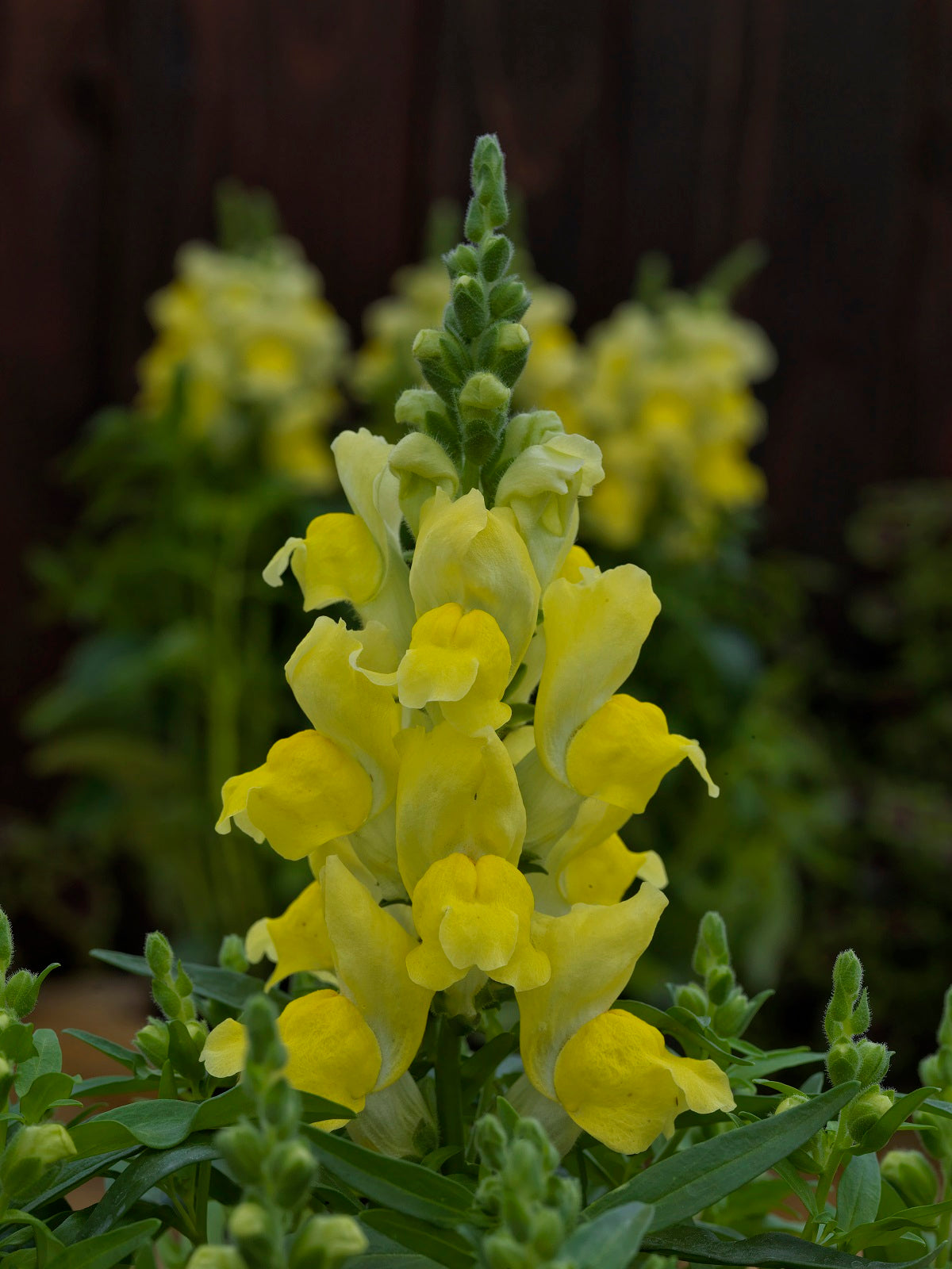 1,000 Pelleted Snapdragon Seeds Candy Tops Yellow