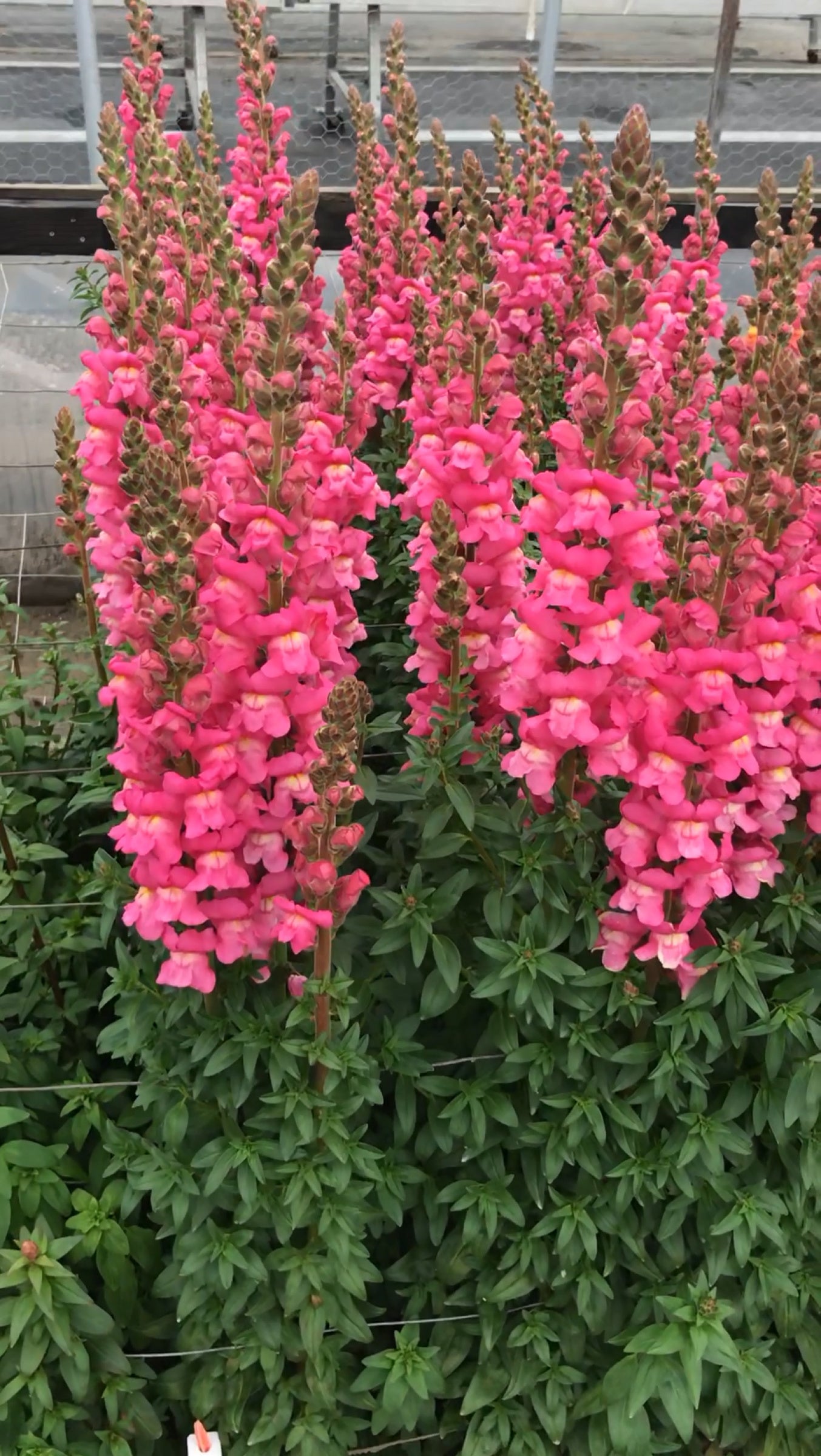 rose seeds bulk 1,000 Snapdragon Seeds Maryland Rose Pelleted Seeds Cut Flower – Buy Bulk Seeds