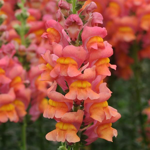 1,000 Pelleted Snapdragon Seeds Potomac ™ Orange F1 Cut Flower