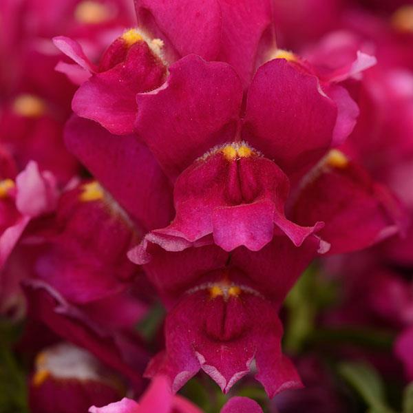 1,000 Snapdragon Seeds Snapdragon Snapshot™ Burgundy Pelleted Seeds