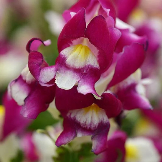 1,000 Snapdragon Seeds Snapdragon Snapshot™ Burgundy Bicolor Pelleted Seeds