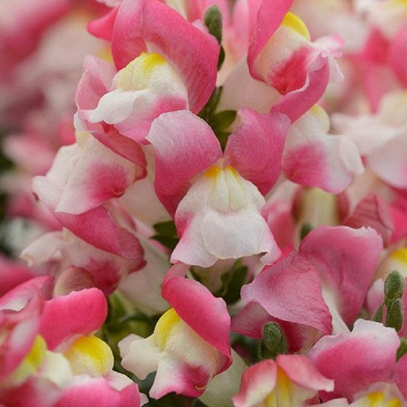 1,000 Snapdragon Seeds Snapdragon Snapshot™ Coral Bicolor Pelleted Seeds