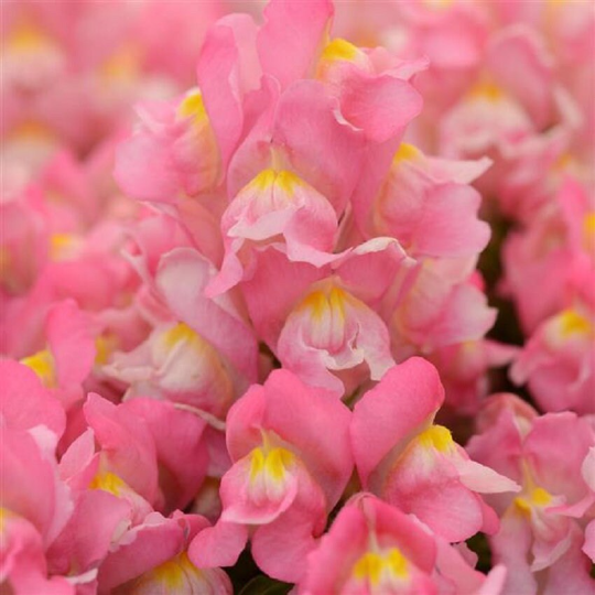 1,000 Snapdragon Seeds Snapdragon Snapshot™ Pink Pelleted Seeds