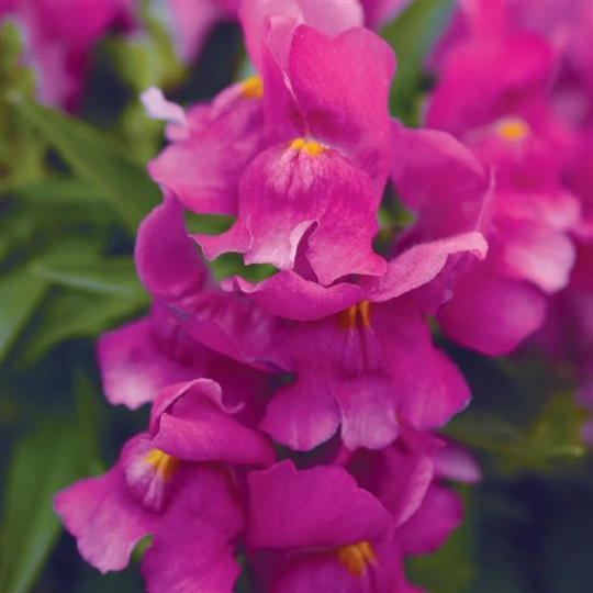 1,000 Snapdragon Seeds Snapdragon Snapshot™ Purple Pelleted Seeds