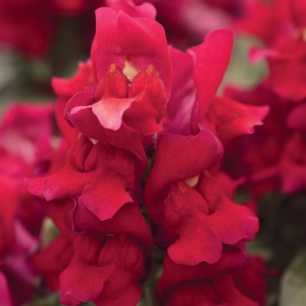 1,000 Snapdragon Seeds Snapdragon Snapshot™ Red Pelleted Seeds
