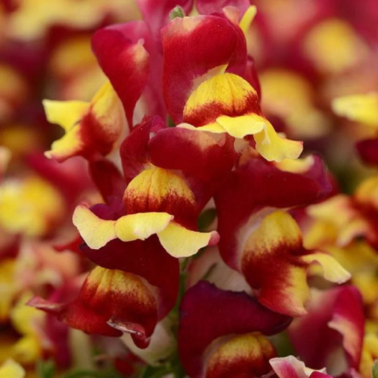 1,000 Snapdragon Seeds Snapdragon Snapshot™ Red Bicolor Pelleted Seeds