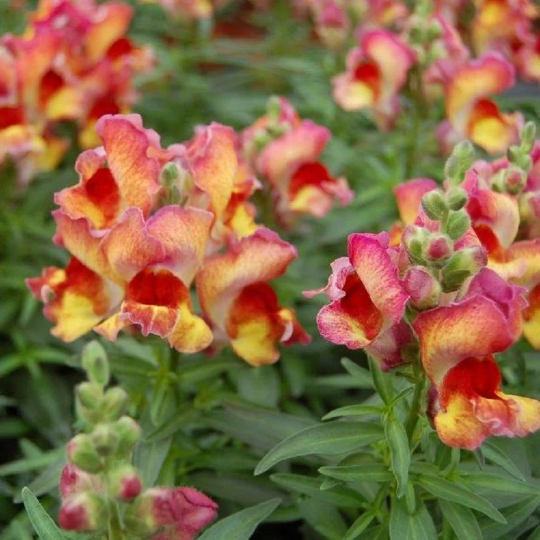 1,000 Snapdragon Seeds Snapdragon Snapshot™ Red Flame Pelleted Seeds