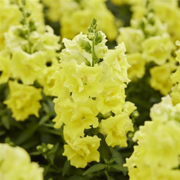 1,000 Snapdragon Seeds Twinny Lemon Flower Seeds