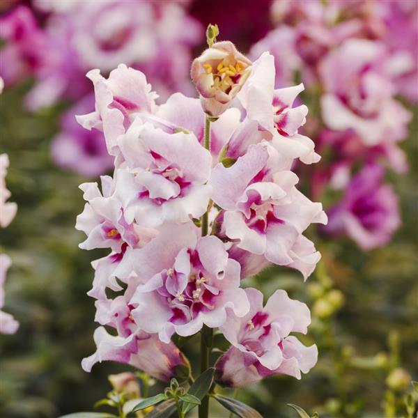 1,000 Snapdragon Seeds Twinny Orchid Flower Seeds