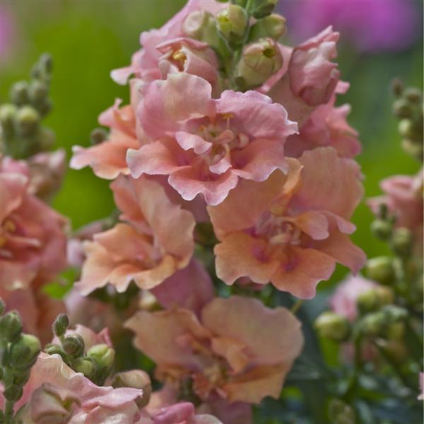 1,000 Snapdragon Seeds Twinny Peach Flower Seeds