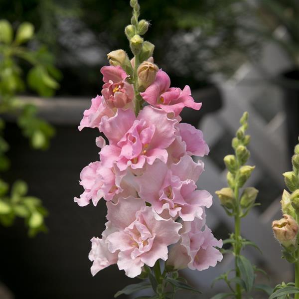1,000 Snapdragon Seeds Twinny Rose Flower Seeds